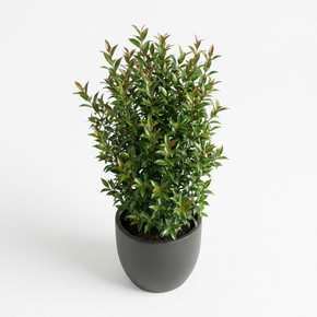 Photinia × fraseri 'Red Robin (Pyramidal Form)'