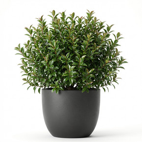 Photinia × fraseri 'Red Robin (Pyramidal Form)'