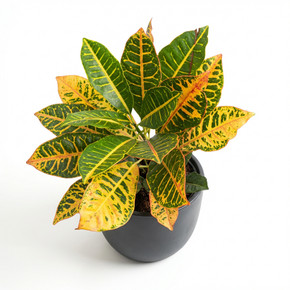 Codiaeum variegatum 'Aucubaefolius / Petra type (assorted)'