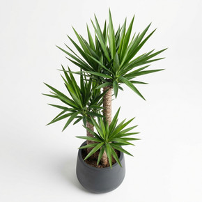 Yucca elephantipes 'Triple Cane'