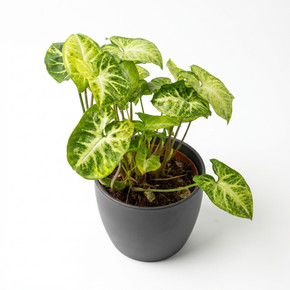 Syngonium podophyllum 'Variegated'