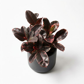 Ficus elastica 'Ruby'