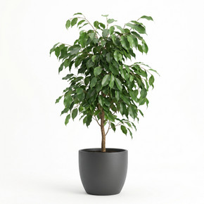 Ficus benjamina 'Pyramid'