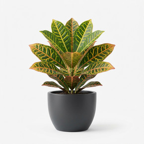 Codiaeum variegatum 'Aucubaefolia'