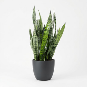 Dracaena trifasciata 'Dwarf (Hahnii Group)'