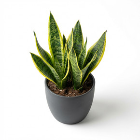 Echinocactus grusonii