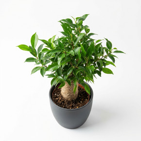 Ficus benjamina