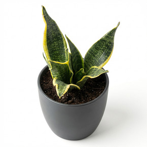 Dracaena trifasciata