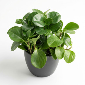 Peperomia obtusifolia