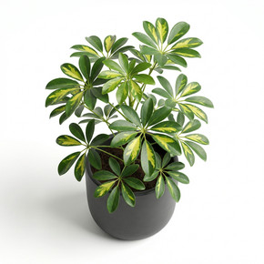 Heptapleurum arboricola