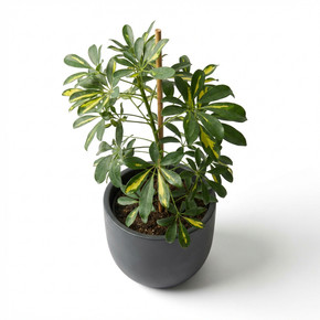 Heptapleurum arboricola