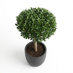 Ficus microcarpa