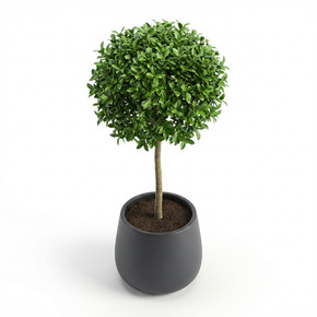 Ficus microcarpa