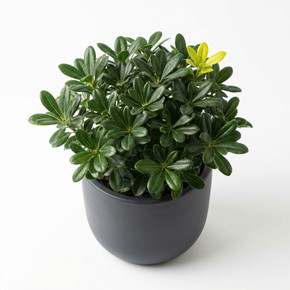 Heptapleurum arboricola