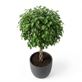 Ficus benjamina