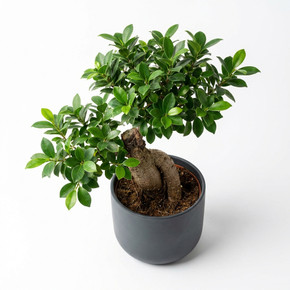 Ficus benjamina