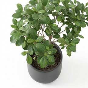 Ficus benjamina