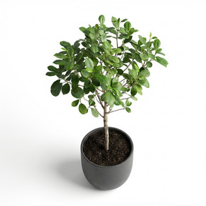 Ficus benjamina