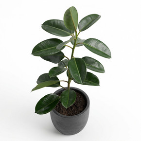 Agave victoriae-reginae