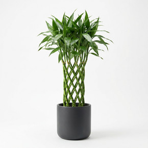 Dracaena sanderiana 'Braided/Clipped Canes'