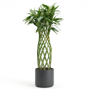 Dracaena sanderiana 'Braided/Clipped Canes'
