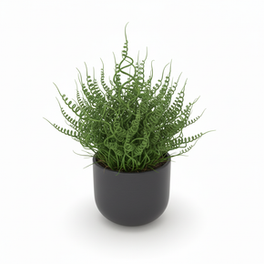 Juncus effusus 'Spiralis'