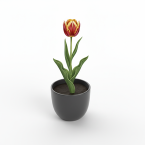 Tulipa gesneriana