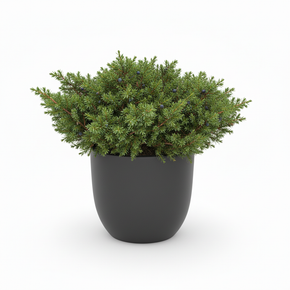 Juniperus procumbens 'Nana'