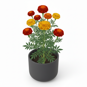 Tagetes erecta