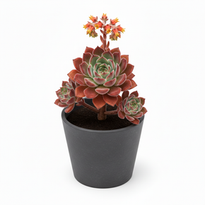 Echeveria pulvinata