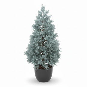 Cupressus arizonica var. glabra 'Blue Ice'