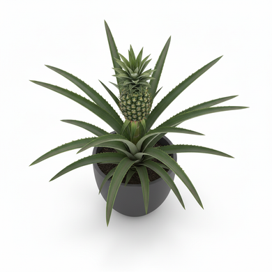 Pineapple Plant