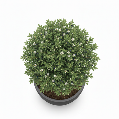 Common Myrtle 'Pyramidal'