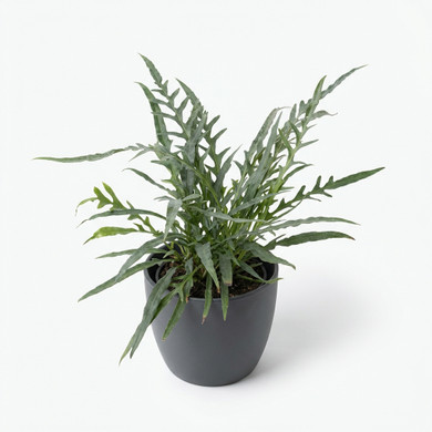 Microsorum diversifolium