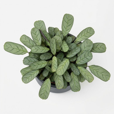 Goeppertia picturata