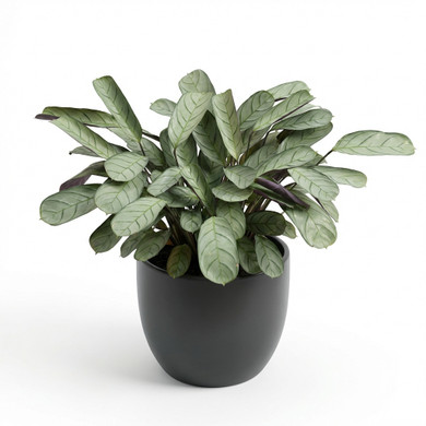 Goeppertia picturata