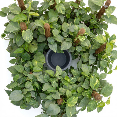 Epipremnum aureum