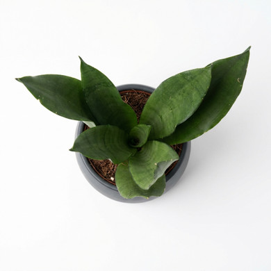 Dracaena trifasciata 'Hahnii' 'Hahnii (Dwarf/Bird’s Nest type)'