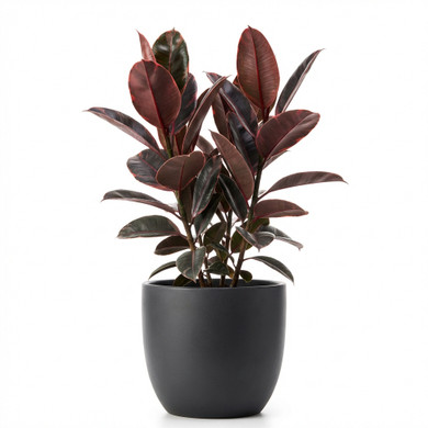 Ficus elastica 'Ruby'