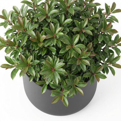Photinia × fraseri