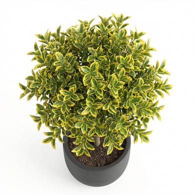 Euonymus japonicus 'Half Standard (Lollipop Topiary)'