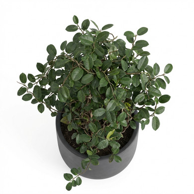 Trachelospermum jasminoides