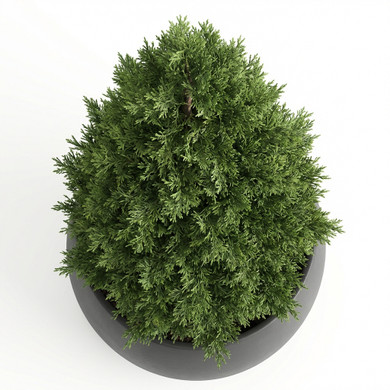 Cupressus macrocarpa 'Goldcrest' 'Pyramidal form'