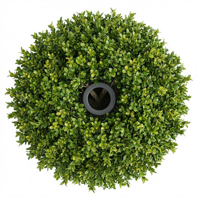 Common Boxwood 'Topiary Ball'