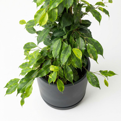 Ficus benjamina 'Variegata'
