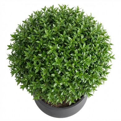 Murraya paniculata