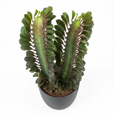 Euphorbia trigona
