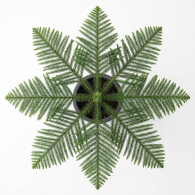 Cast Iron Plant