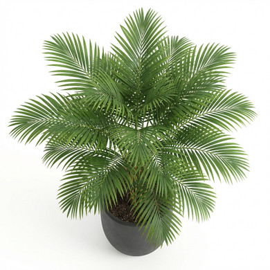 Areca catechu