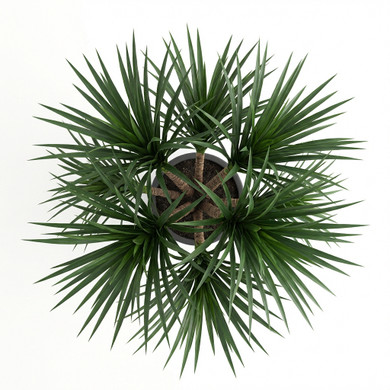 Cylindrical Snake Plant